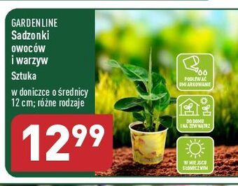 ALDI Sadzonki warzyw garden line oferta