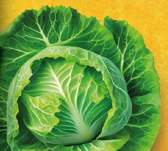 Topaz Kapusta młoda oferta