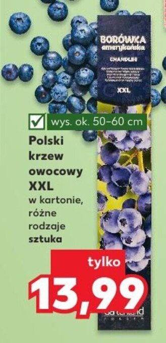 Kaufland Polski krzew owocowy XXL oferta
