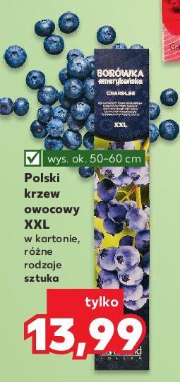 Kaufland Borówka amerykańska oferta