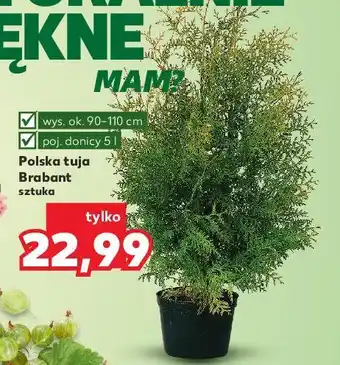 Kaufland Tuja brabant oferta