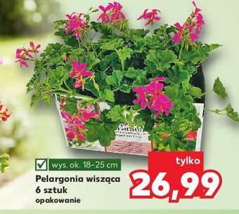Kaufland Pelargonia oferta