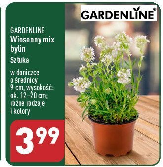 ALDI Wiosenny mix bylin oferta