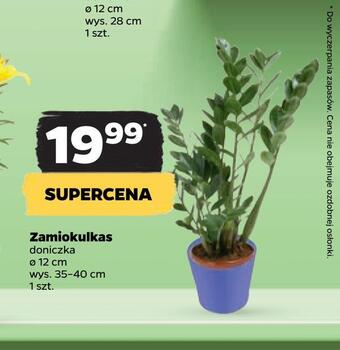 Netto Zamiokulkas oferta