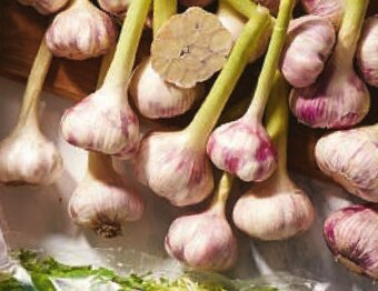 Netto Czosnek oferta