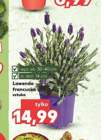 Kaufland Lawenda francuska śr. don. 14 cm oferta
