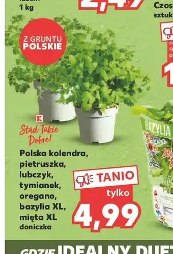 Kaufland Lubczyk k-classic stąd takie dobre! oferta