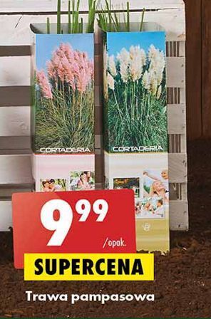 Biedronka Trawa pompasowa oferta