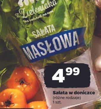 Netto Sałata masłowa oferta