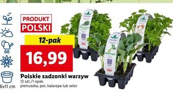 Lidl Pietruszka oferta