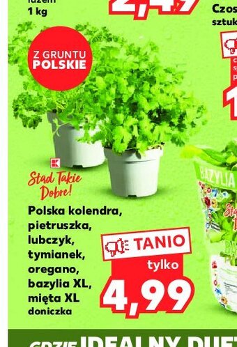 Kaufland Pietruszka oferta