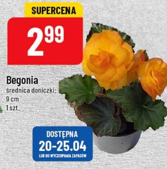 Polomarket Begonia oferta