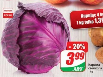 Dino Kapusta czerwona oferta