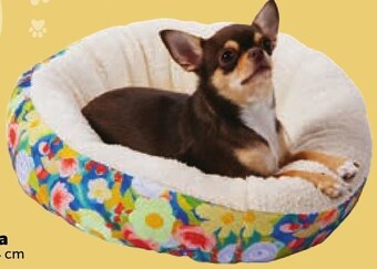 Netto Legowisko oferta