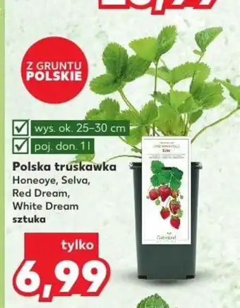 Kaufland Polska truskawka wys. ok 25-30cm oferta