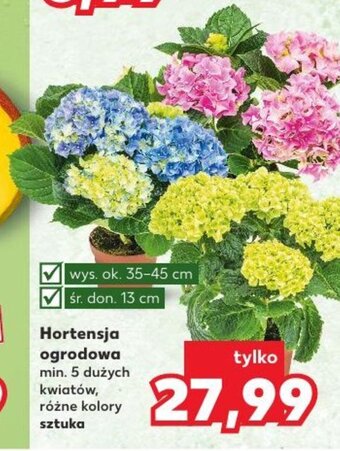 Kaufland Hortensja ogrodowa wys. ok. 35-45cm oferta