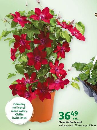 Clematis boulevard