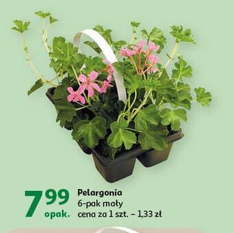 Auchan Pelargonia oferta