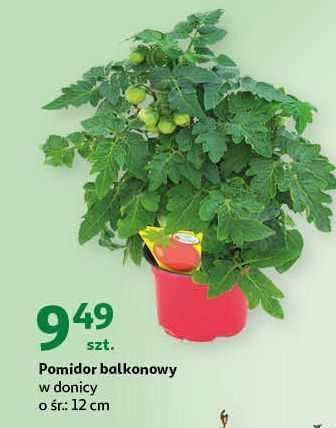 Auchan Pomidor balkonowy oferta