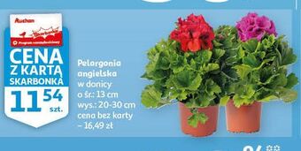 Auchan Pelargonia angielska don. 13 cm oferta