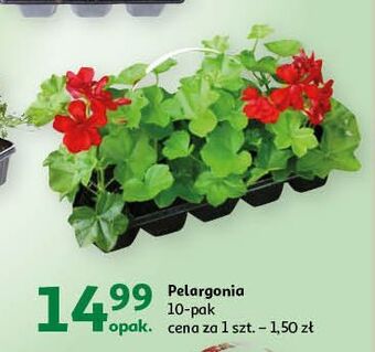 Auchan Pelargonia 10-pak oferta