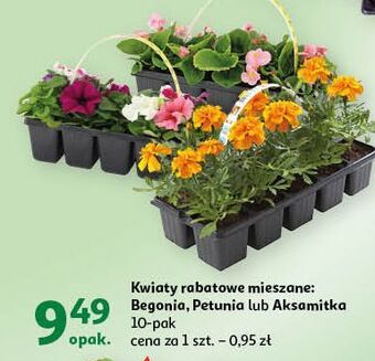 Auchan Begonia oferta