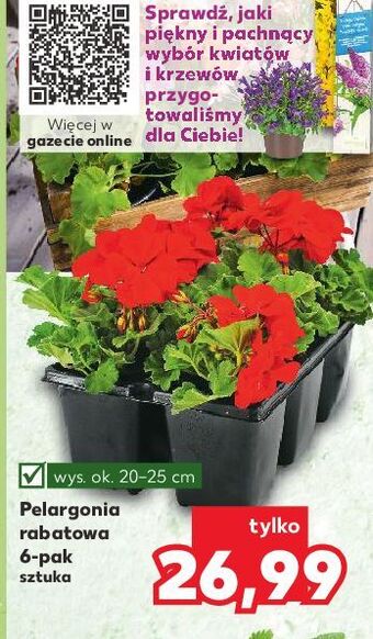 Kaufland Pelargonia rabatowa oferta