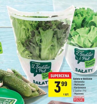 Intermarche Sałata w doniczce 1szt. oferta