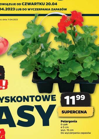 Netto Pelargonia oferta
