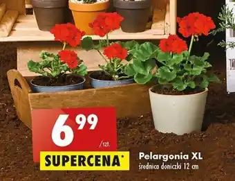 Biedronka Pelargonia XL oferta