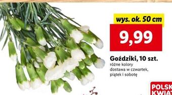 Lidl Goździki oferta
