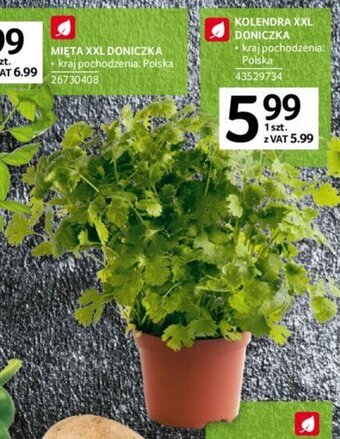 Selgros Kolendra doniczka oferta