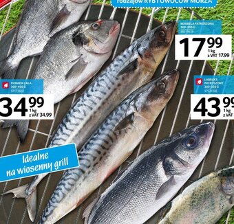 Selgros Makrela patroszona 1kg oferta