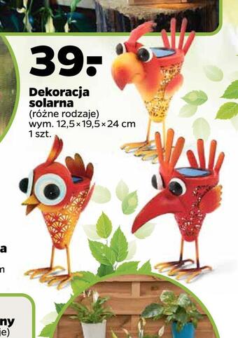 Netto Dekoracja solarna oferta