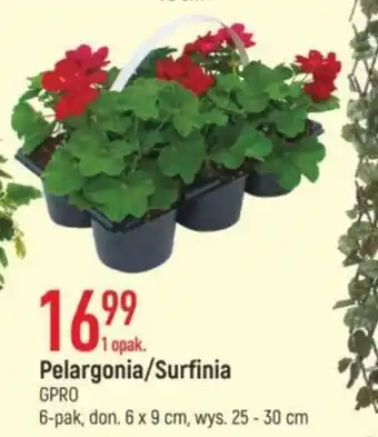 E.Leclerc GPRO Pelargonia/Surfinia 6-pak, don. 6 x 9 cm, wys. 25 - 30 cm oferta