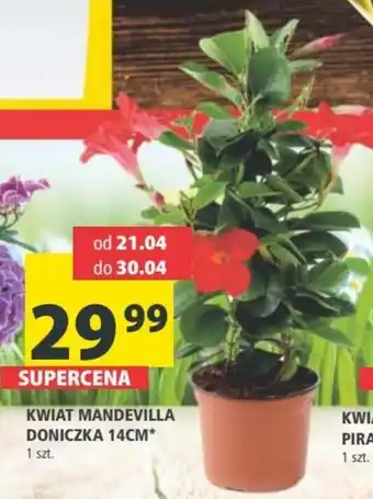 Arhelan KWIAT MANDEVILLA DONICZKA 14CM* 1 szt. oferta