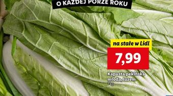 Lidl Kapusta pekińska młoda oferta