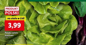 Lidl Sałata masłowa oferta