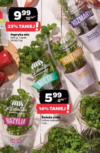 Netto Bazylia z zieleniaka netto oferta