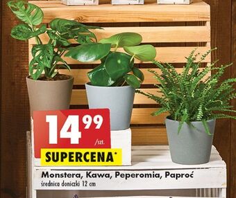 Biedronka Monstera don. 12 cm oferta