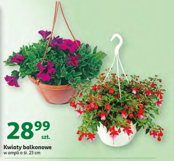Auchan Kwiat oferta