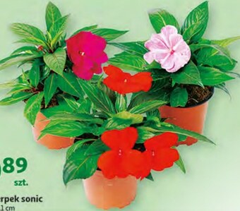 Auchan Kwiat oferta