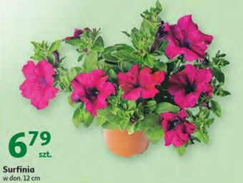 Auchan Kwiat oferta
