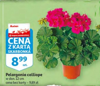 Auchan Pelargonia oferta