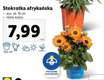 Stokrotka afrykańska