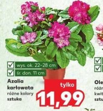 Kaufland Azalia karłowata oferta