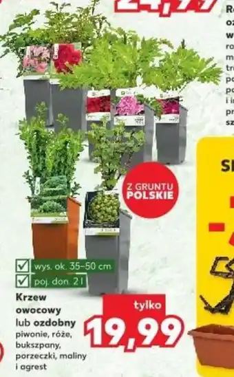 Kaufland Krzew owocowy lub ozdobny oferta