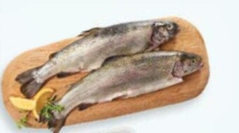 Stokrotka Pstrąg tęczowy mirko oferta