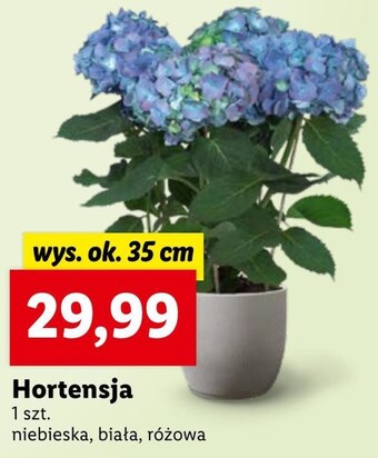 Lidl Hortensja oferta