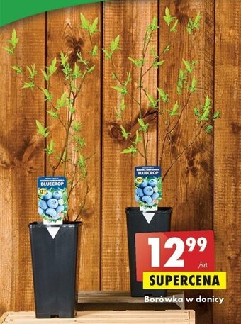 Biedronka Borówka w donicy oferta
